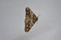 Agriopis leucophaearia