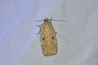 Agonopterix