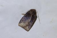 Conistra ligula