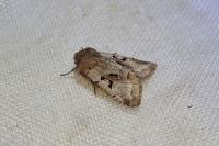 Orthosia gothica