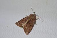 Orthosia incerta