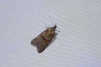 Tortricodes alternella