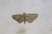 Gymnoscelis rufifasciata