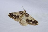 Agriopis leucophaearia