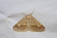 Phigaliohybernia marginaria