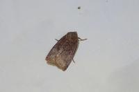 Conistra ligula