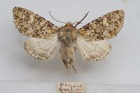 Polymixis flavicincta