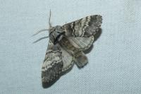 Drymonia ruficornis