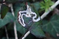 Stigmella aurella