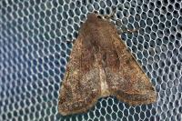 Orthosia incerta
