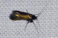 Adela reaumurella
