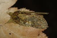Peridea anceps