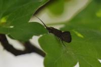 Esperia sulphurella