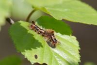 Orgyia recens