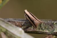 Mirificarma interrupta