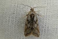 Cnephasia