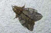 Peridea anceps