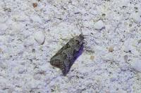 Cnephasia
