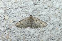 Gymnoscelis rufifasciata