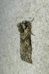 Polyploca ridens
