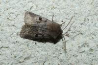 Orthosia gothica