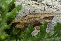 Ectropis crepuscularia