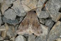 Orthosia incerta