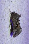Autographa gamma