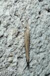 Ypsolopha mucronella