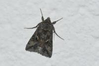Autographa gamma
