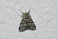 Drymonia ruficornis