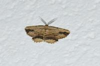 Menophra abruptaria