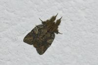 Peridea anceps