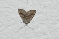 Aplocera efformata/plagiata