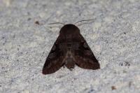 Orthosia gothica
