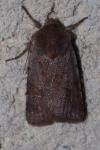 Cerastis rubricosa