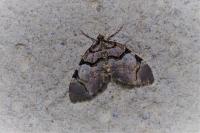 Anticlea derivata