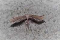 Emmelina argoteles/monodactyla