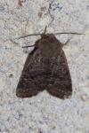 Orthosia cruda