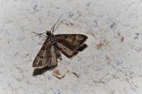 Gymnoscelis rufifasciata