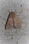Orthosia miniosa