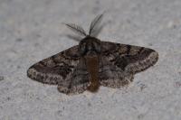 Lycia hirtaria