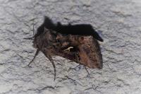 Autographa gamma