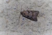Cnephasia cupressivorana