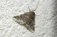Lycia hirtaria