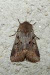 Orthosia gothica