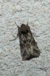 Autographa gamma