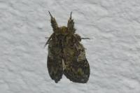 Peridea anceps