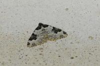 Xanthorhoe fluctuata