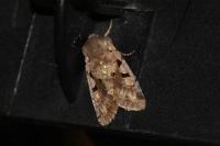Orthosia gothica